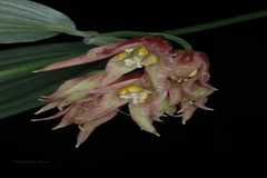 Disporum cantoniense